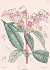 Impatiens Roylei Himalaya