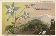 CPA FANTAISIE THE BEAUTIFUL COLUMBINE COLORADO'S FLOWER
