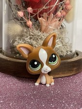 🌸Petshop Chien Chihuahua