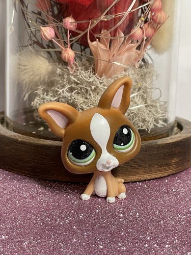 Petshop chien chihuahua - chien,