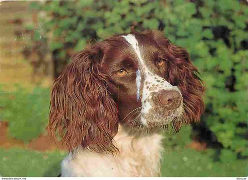Carte postale animaux - carte,