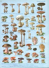 Document ancien botanique