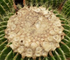 Echinocactus grusonii cv