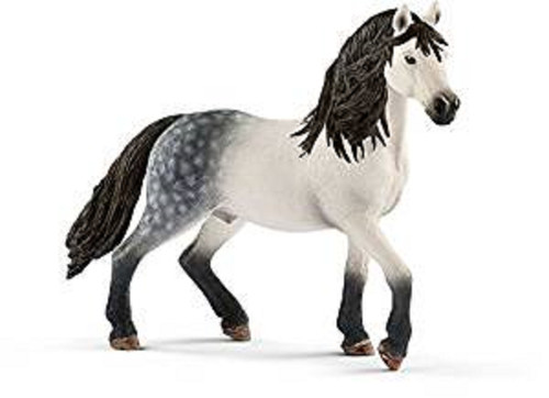 Andalusian stallion 13821 - z,