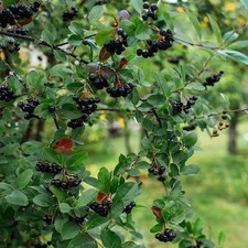 Aronia melanocarpa 'Viking' -