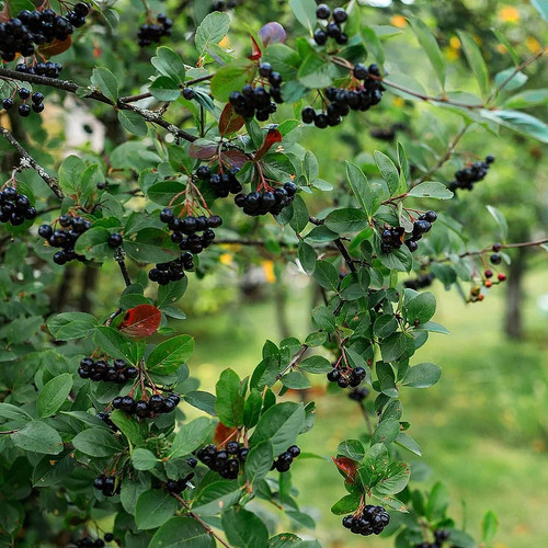 Aronia melanocarpa viking - melanocarpa, 'viking'