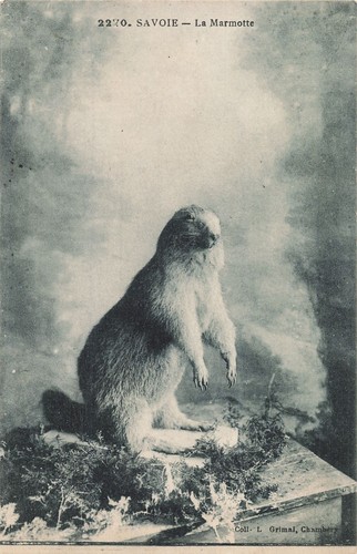 Marmotte - 73,
