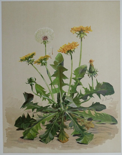 Pissenlit bailly lithographie - pissenlit,