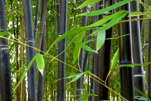 Phyllostachys nigra seeds - phyllostachys, 20