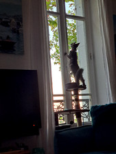 Arbre à Chat gris anthracite fourrure 