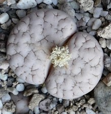 Lithops gracilidelineata subsp