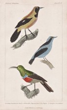 Bleu Dacnis Blaukopfpitpit