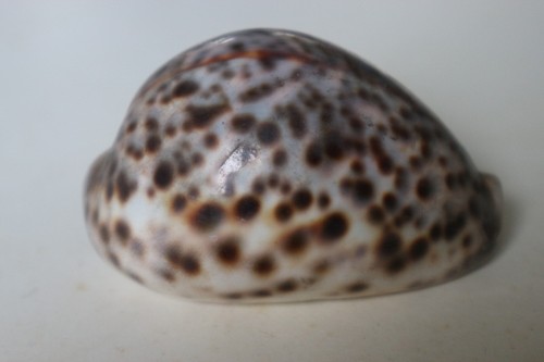 Collection coquillage cypraea - collection,