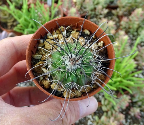 Parodia suprema cactus - parodia,