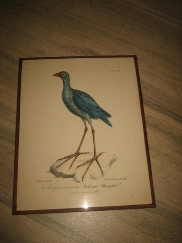 Ancienne lithographie polydore - ancienne,