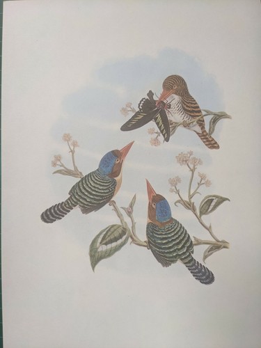 1969 oiseau imprimé bagués - 1969,