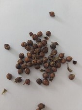 BIO! 10 Graines de Baselle 'Basella Alba' épinard de Malabar  Spinach seeds