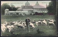 CPA Laeken, Les Serres du Château Royal 