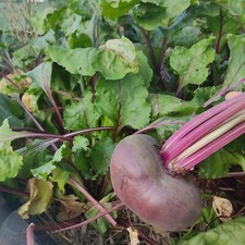 Graines de BETTERAVE