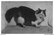 ASHP7-0382-CHAT - CHAT PERSAN TRICOLORE