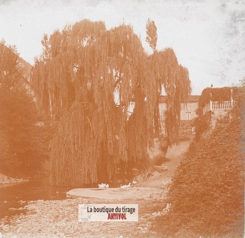 Saule pleureur ruisseau - saule,