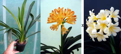 Clivia miniata exotica - clivia, "exotica"