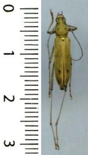 Cerambycidae rhaphuma - cerambycidae, –