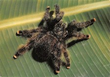 973-GUYANE FRANCAISE MIGALE-N� 4426-B/0287