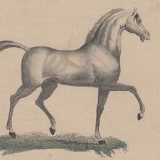 Le Cheval et l'âne - Gravure originale aquarelle XIXe