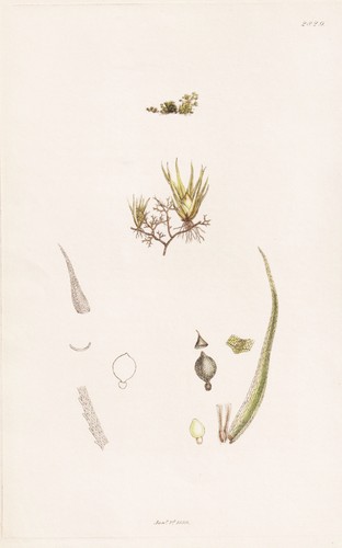 Phascum stenophyllum sphaigne - phascum,