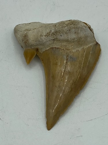 Shark tooth dent de - -,