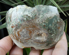 Lithophyse poli vert rouge