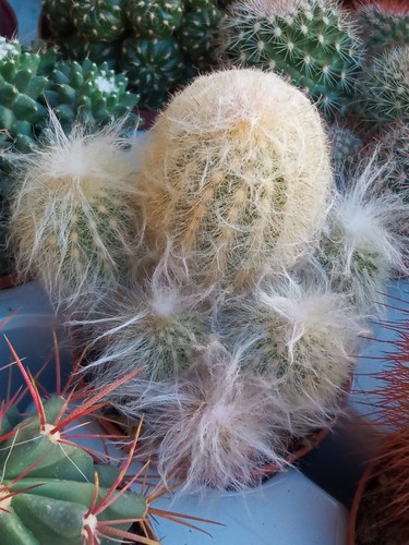 Cactus espostoa lanata plante - espostoa,