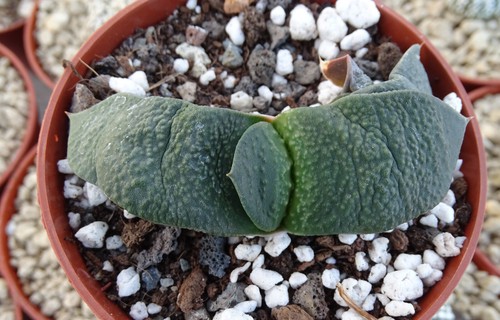Gasteria armstrongii plante - armstrongii,