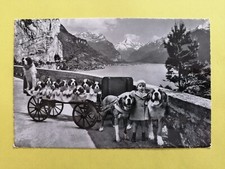 cpsm Suisse Schweiz FLÜELEN Attelage de Chiens SAINT BERNARD Dog Team Squadra