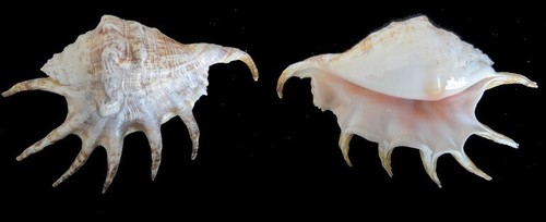 Coquillage collection - collection,
