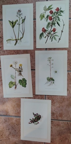 Botanique lot planches - -, en