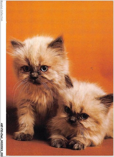 Akpp10 0785 chat - -, chaton