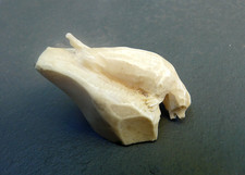 ART INUIT-PHOQUE SUR BANQUISE-OS CARIBOU SCULPTE-ALASKA-ANNEE 1960/1970-A VOIR!!