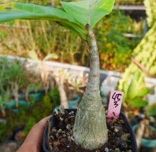 Sale Rare Cacti Adenium dhofarense Random Own Root Caudex Boutique Decor