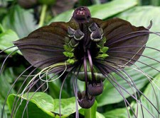 TACCA CHANTRIERI, 10 graines