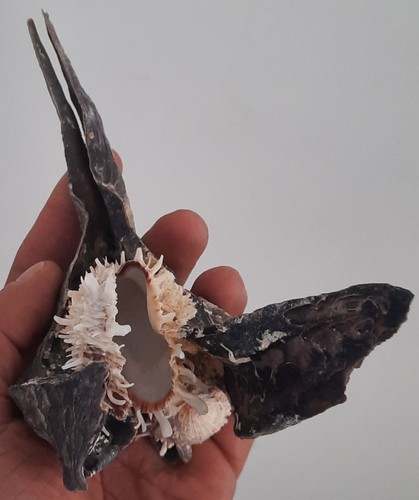 Curiosité taxidermie - ,,