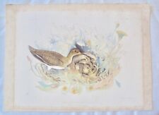 BECASSEAU COMMUN -COMMON SANDPIPER Oiseau limicole- Chromolithographie ancienne