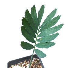 Encephalartos arenarius - Cycad des dunes | Cycad bleu du Cap-Oriental