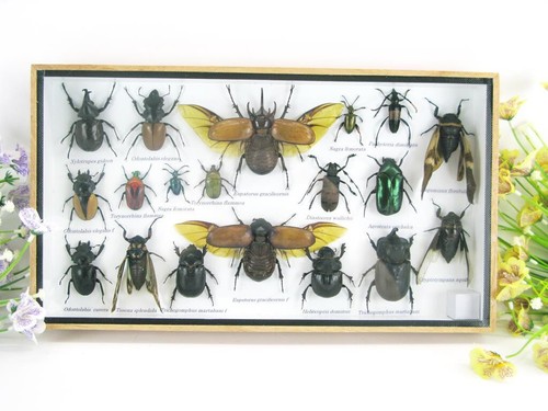 Pièce unique véritables - pièce, unique,