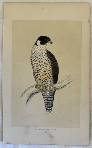 Peregrine falcon faucon - peregrine,