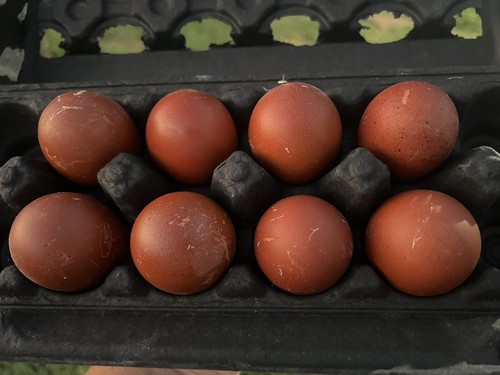 Black copper marans fertile - black,