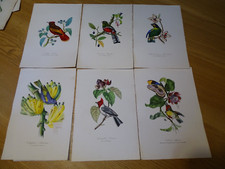 Lot de 6 Gravures Planches Acier Anciennes XIX ème Oiseaux Ornithologie