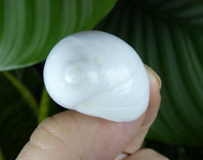 Coquillage Polinices lacteus