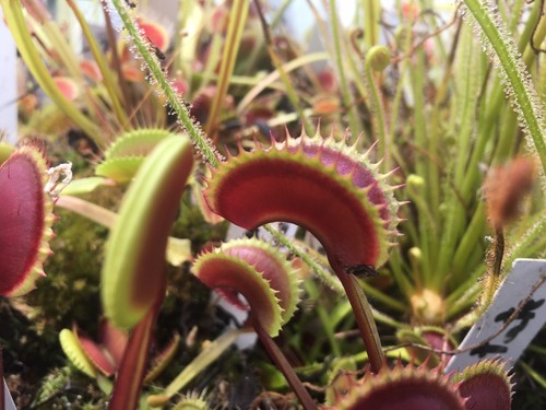 Plantes carnivores dionaea red - carnivores,